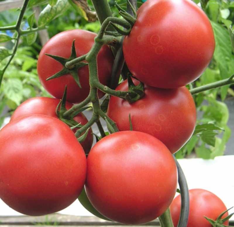 Rajčica 'Starlias' Volmary - Akcija u trgovini Bauhaus