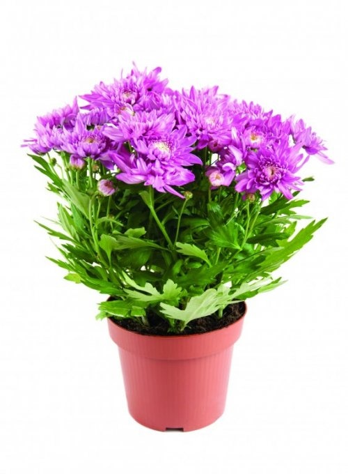 Krizantema lončanica Ø 13 cm, visina 30 cm - Akcija u trgovini Plodine