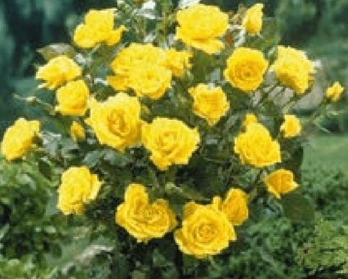 Sadnica ruže stablašice 1 kom - Akcija u trgovini Spar