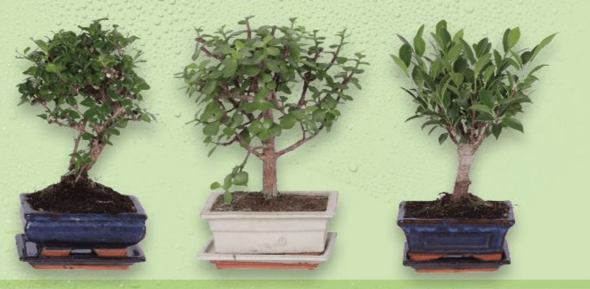 Bonsai 1 komad Akcija u trgovini Kaufland
