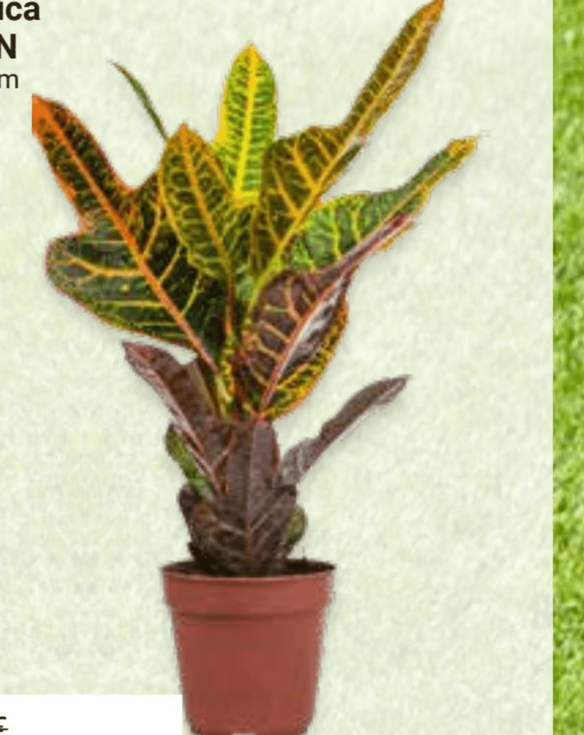 Lončanica Kroton Ø13, 40 cm - Akcija u trgovini Pevex