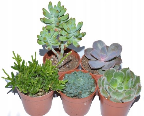 Sukulenti Komad - Akcija u trgovini Lidl