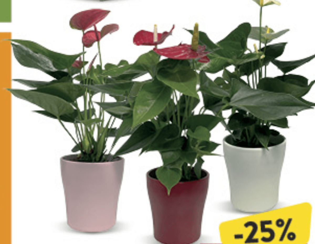 Anturium u tegli promjera 12cm, kom - Akcija u trgovini Konzum