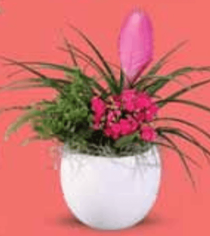 Bromelija - Akcija u trgovini Lidl