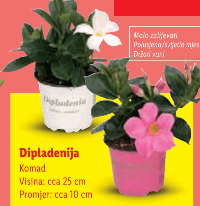 Dipladenija - Akcija u trgovini Lidl