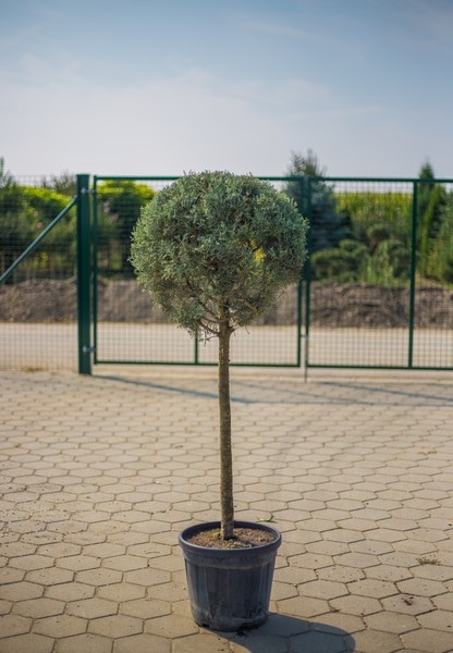 Sadnica Cupresus Ø 17 cm - Akcija u trgovini Pevex