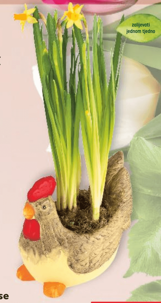 Narcise 1 komad - Akcija u trgovini Kaufland