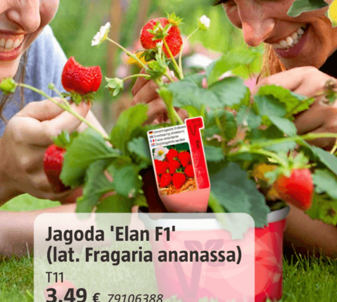 Jagoda 'Elan F1' - Akcija u trgovini Bauhaus