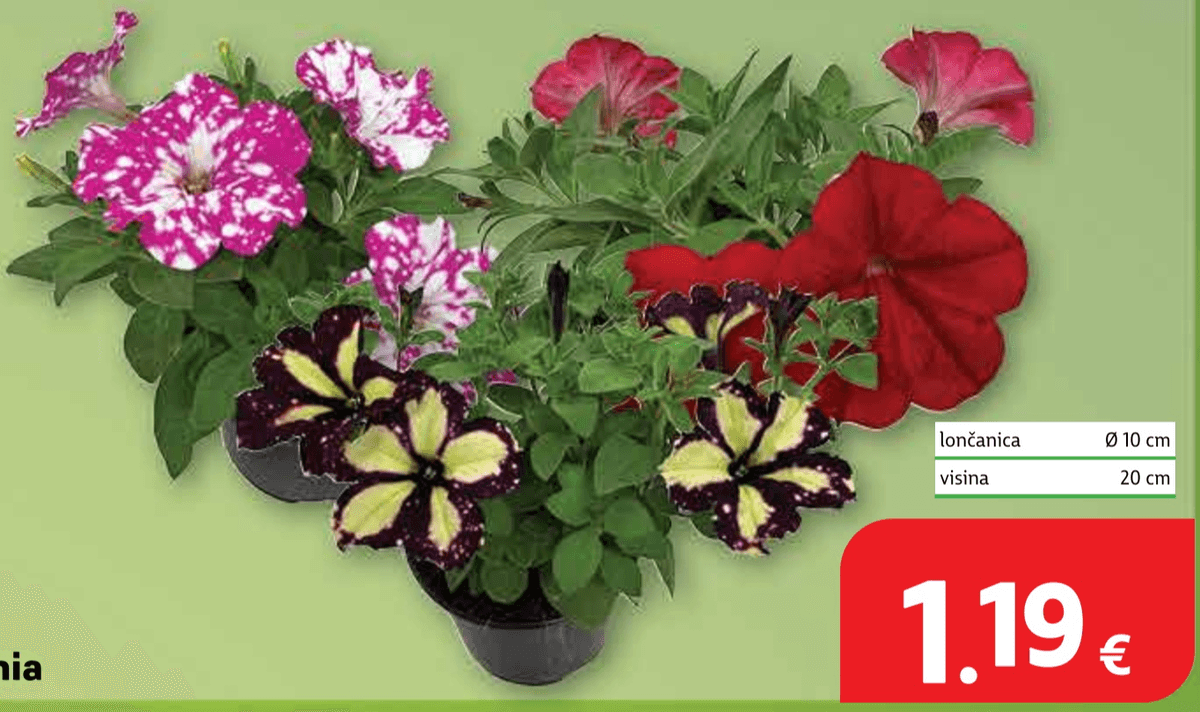 Surfinia lončanica Ø 10 cm, visina 20 cm - Akcija u trgovini Plodine