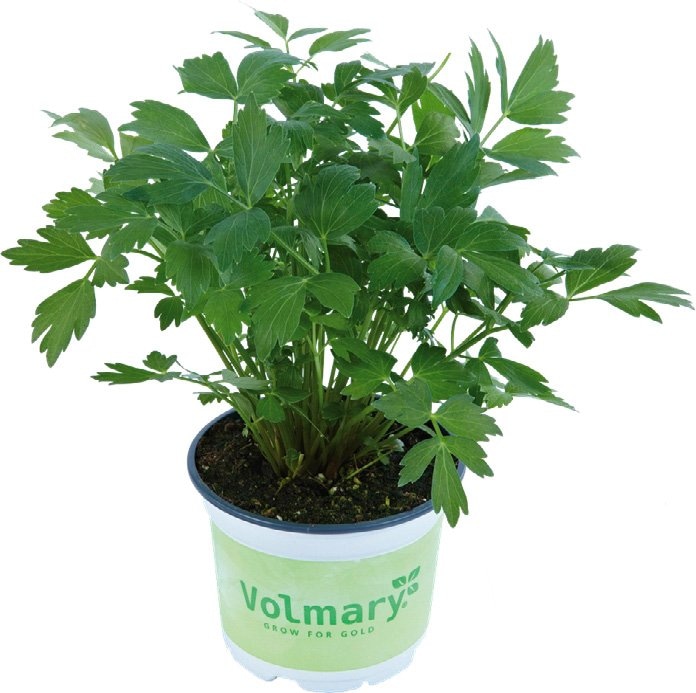 Ljupčac 'Verino' Volmary - Akcija u trgovini Bauhaus