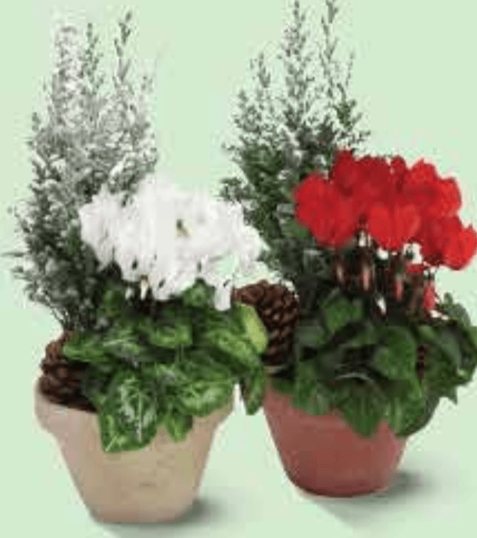 Božićni aranžman Mix - Akcija u trgovini Plodine