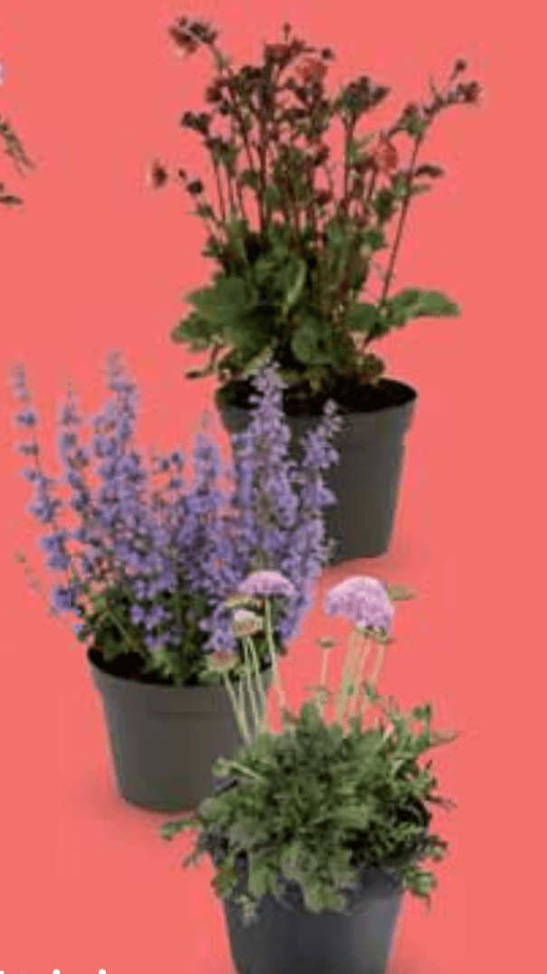 Vrtni mix Primavera - Akcija u trgovini Lidl