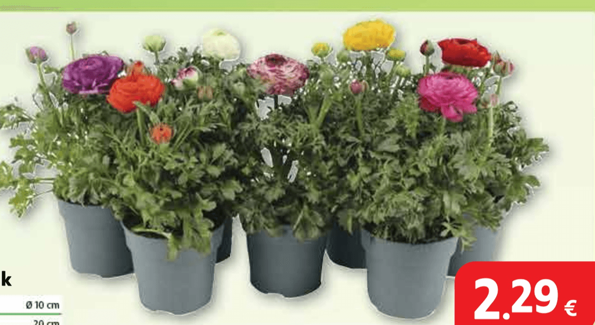 Žabnjak lončanica Ø 10 cm, visina 20 cm - Akcija u trgovini Plodine