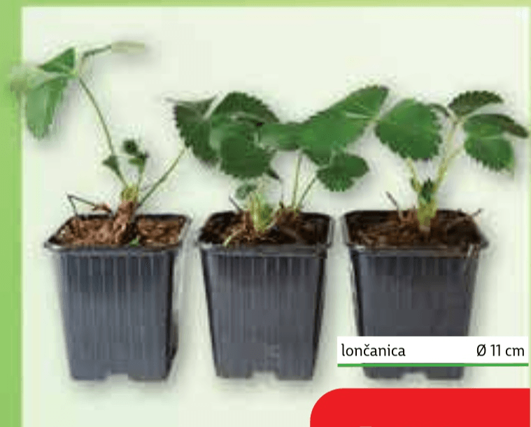 Sadnica jagode lončanica Ø 11 cm - Akcija u trgovini Plodine