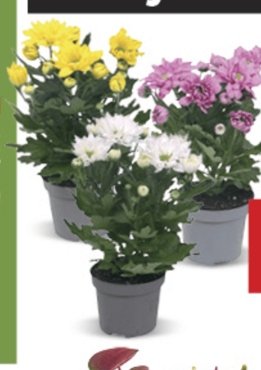 Krizantema u tegli promjera 12cm, kom - Akcija u trgovini Konzum