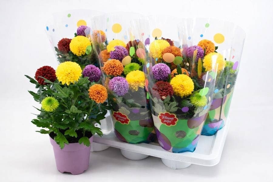 Chrysanthemum Flowerpops kom Akcija u trgovini Konzum
