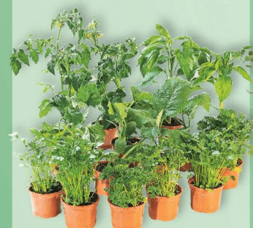 Sadnice povrća komad - Akcija u trgovini Kaufland