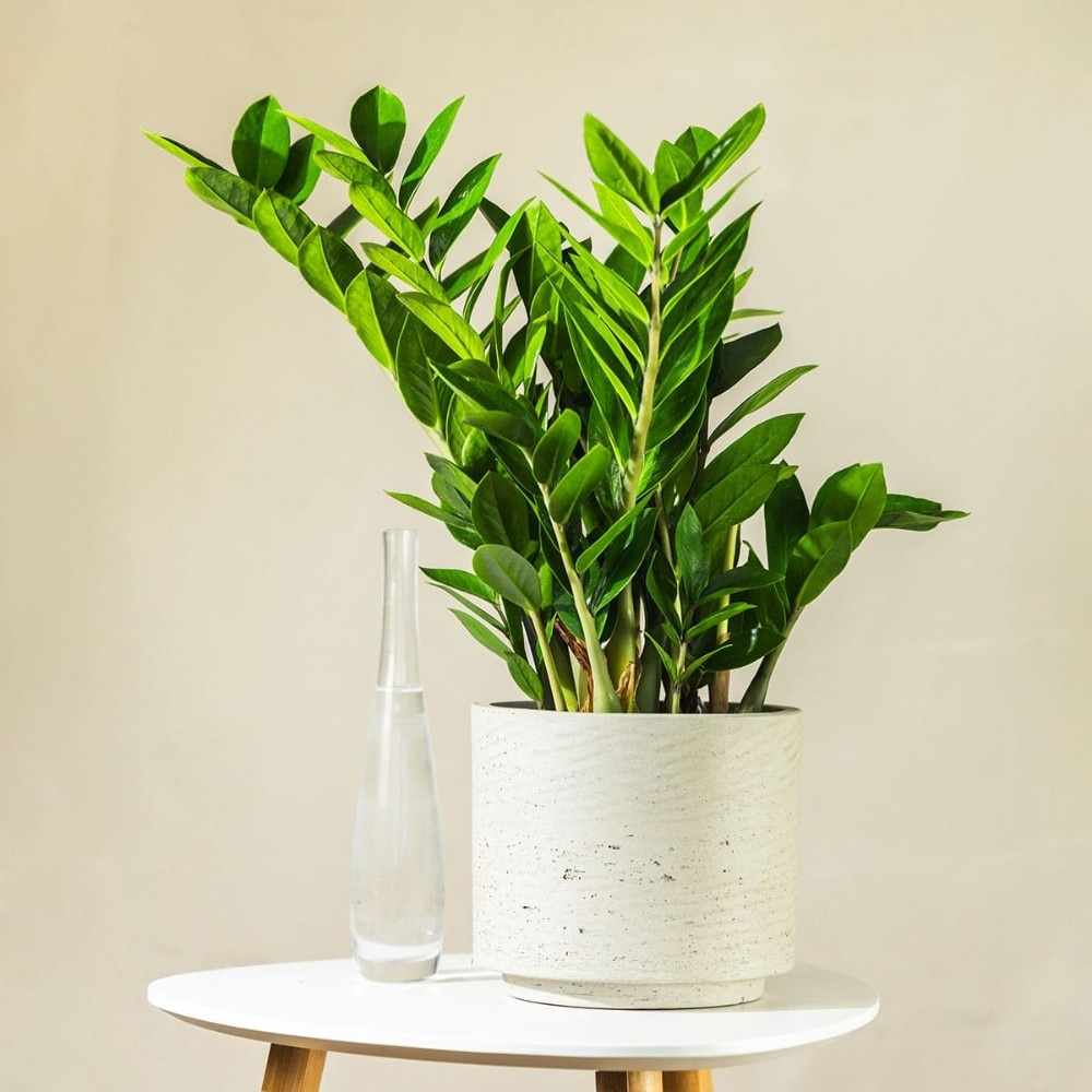 Cvijet Zamioculcas zamiifolia promjera 17 cm Akcija u trgovini KTC