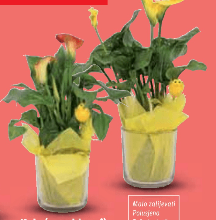 Kala Komad - Akcija u trgovini Lidl