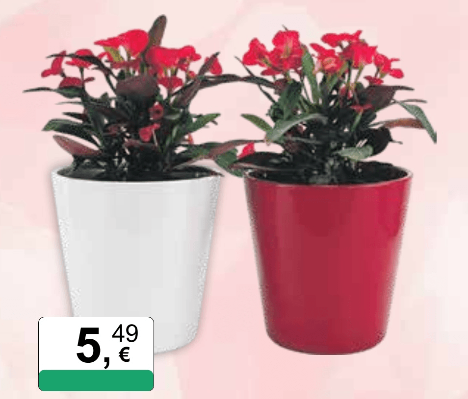 Cvijet Euphorbia milii Ø 14 cm - Akcija u trgovini KTC