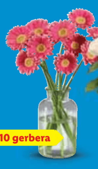 Rezano cvijeće - Gerberi 10 kom - Akcija u trgovini Lidl