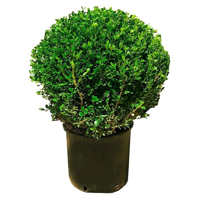 Sadnica Buxus Microphylla kugla, 35-40 cm - Akcija u trgovini Pevex