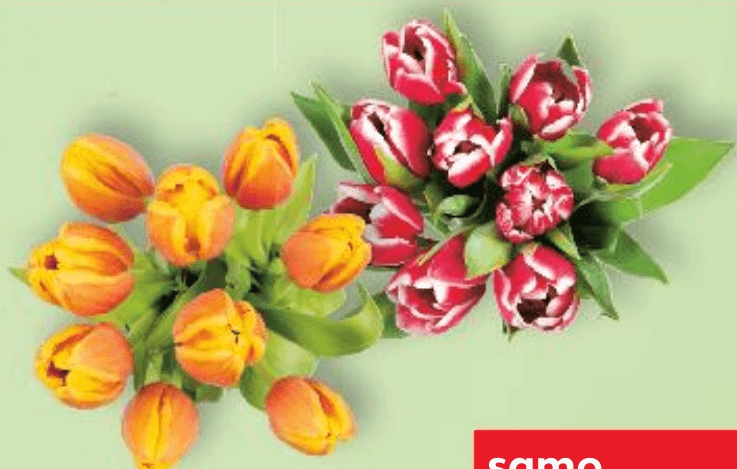 Tulipani dvobojni 35 cm, pakiranje od 9 komada - Akcija u trgovini Kaufland