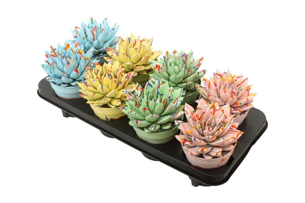Echeveria Miranda Pastel Mix - Akcija u trgovini Konzum