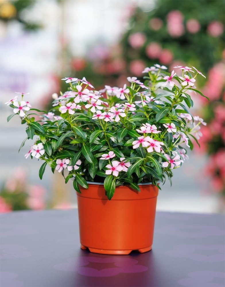 Vinka 'Soiree Mini-blüten' T12 - Akcija u trgovini Bauhaus