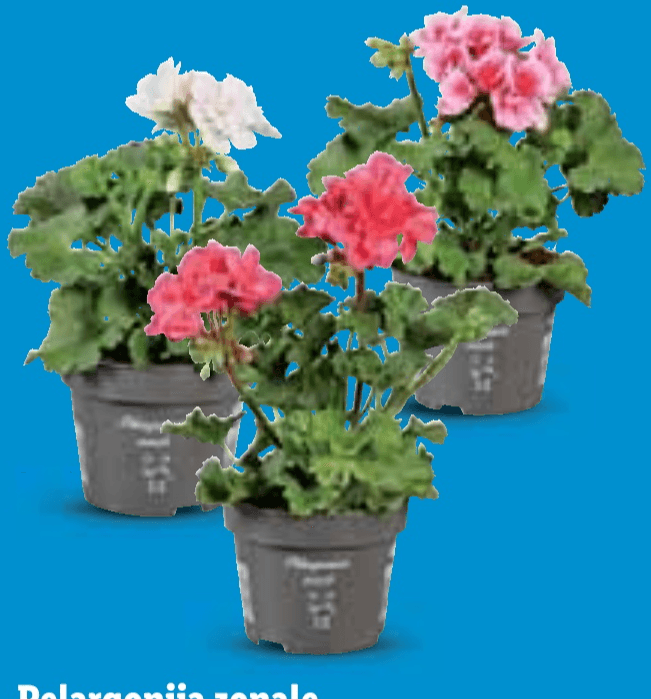Pelargonija zonale - Akcija u trgovini Lidl
