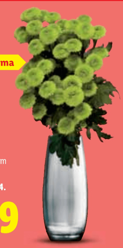 Buket krizantema Santini 5 krizantema - Akcija u trgovini Lidl