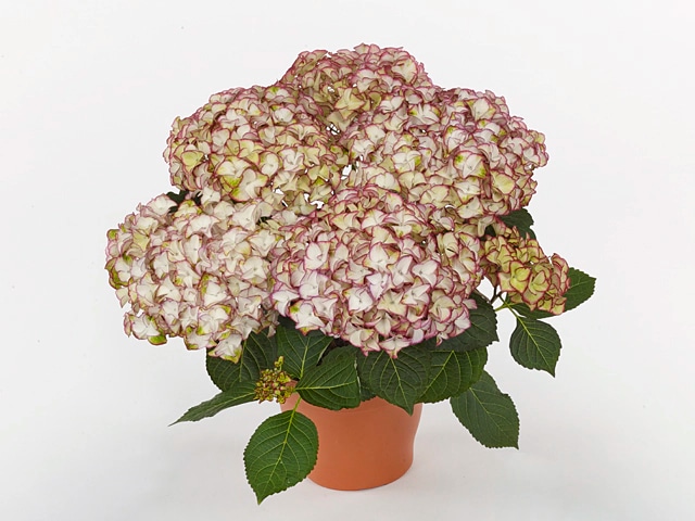 Hortenzija - Akcija u trgovini Lidl