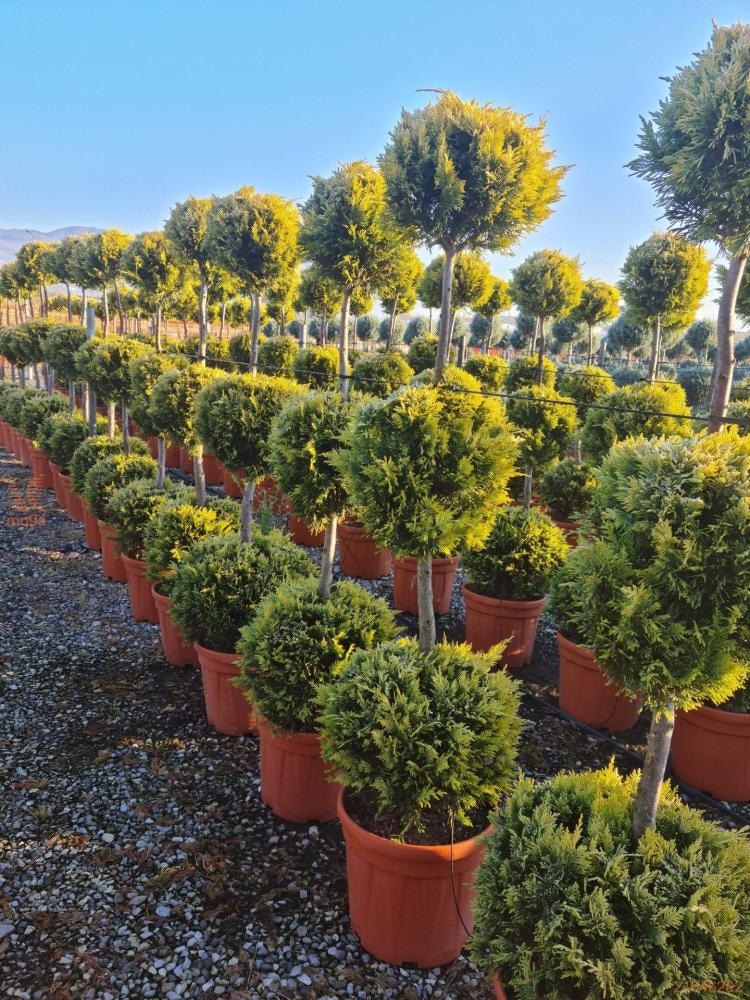 Cupressocyparis leylandii gold 150/175 cm - Akcija u trgovini Vinkoprom