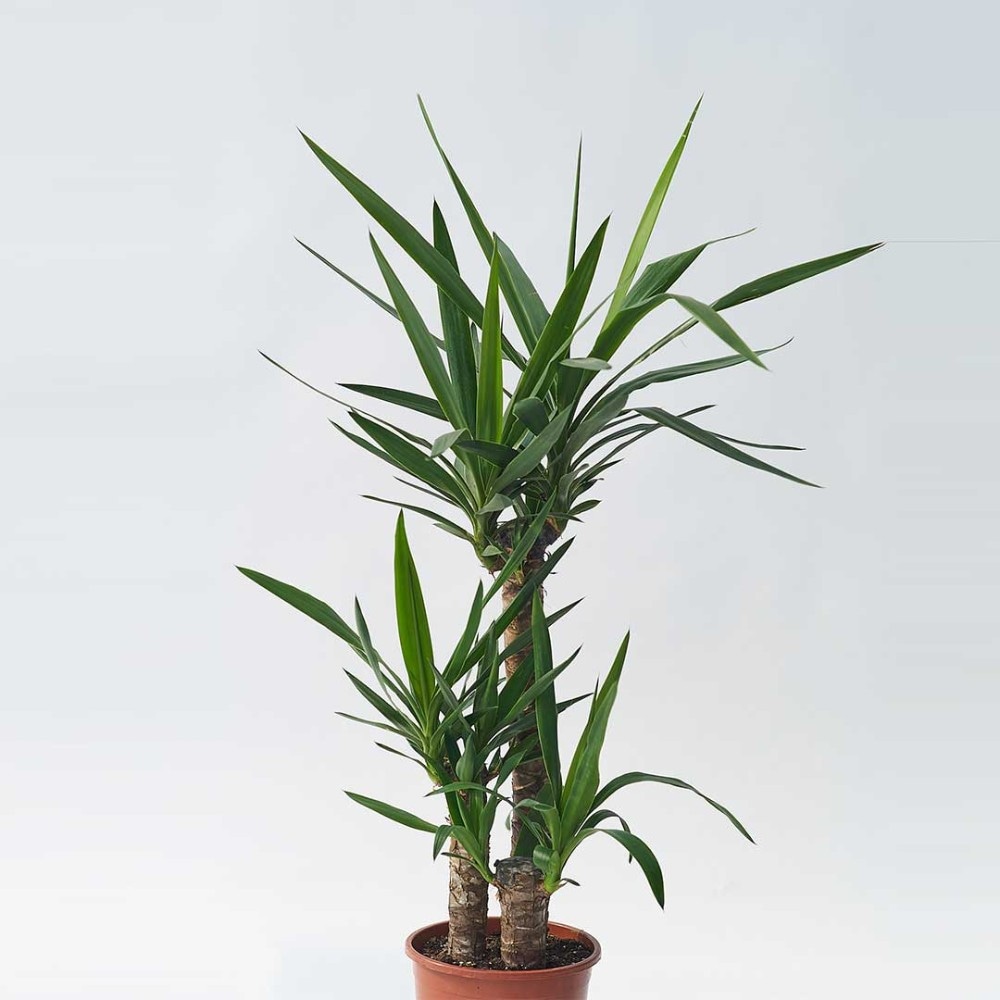 Juca (Yucca) palma 1 kom - Akcija u trgovini Lidl