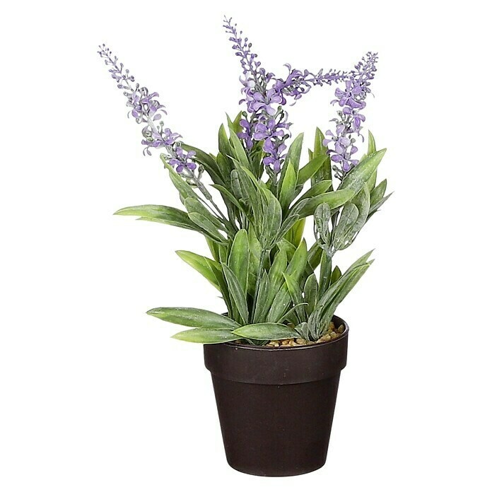 Lavanda 1 kom - Akcija u trgovini Kaufland