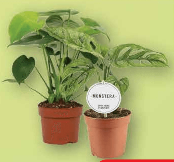 Monstera Mint lončanica Ø 12 cm, visina 30 cm - Akcija u trgovini Plodine