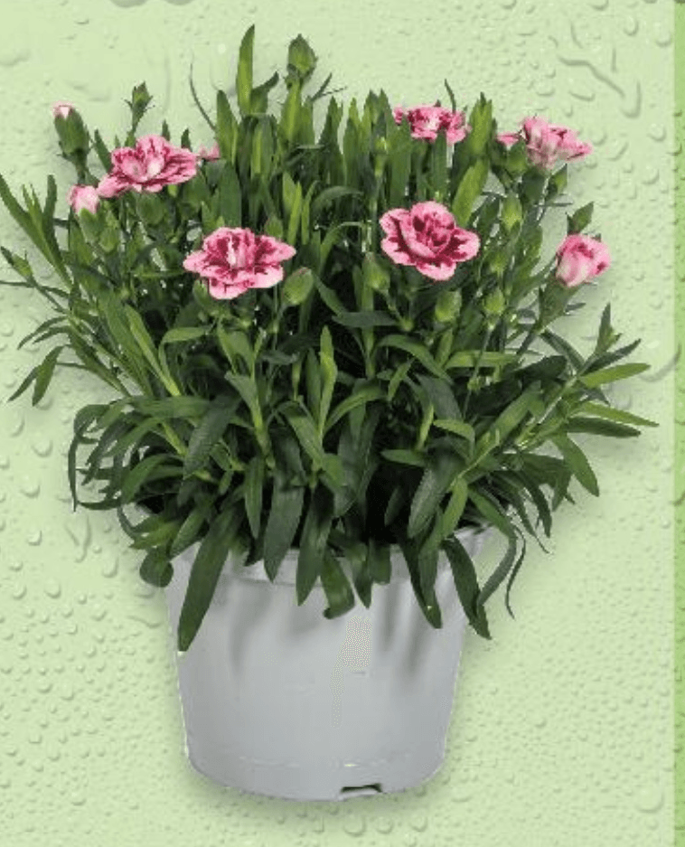 Karanfil 1 komad - Akcija u trgovini Kaufland