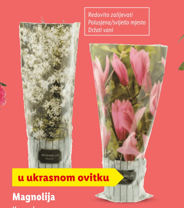 Magnolija - Akcija u trgovini Lidl