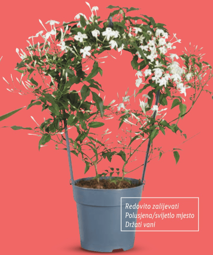 Jasmin Duo Komad - Akcija u trgovini Lidl