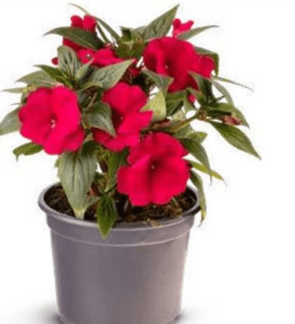 Nova Gvineja - Akcija u trgovini Eurospin