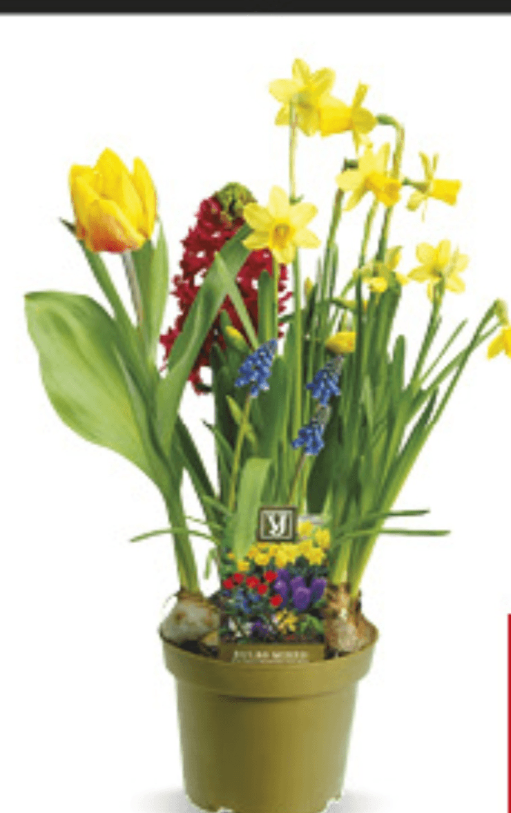 Proljetnice - Akcija u trgovini Konzum