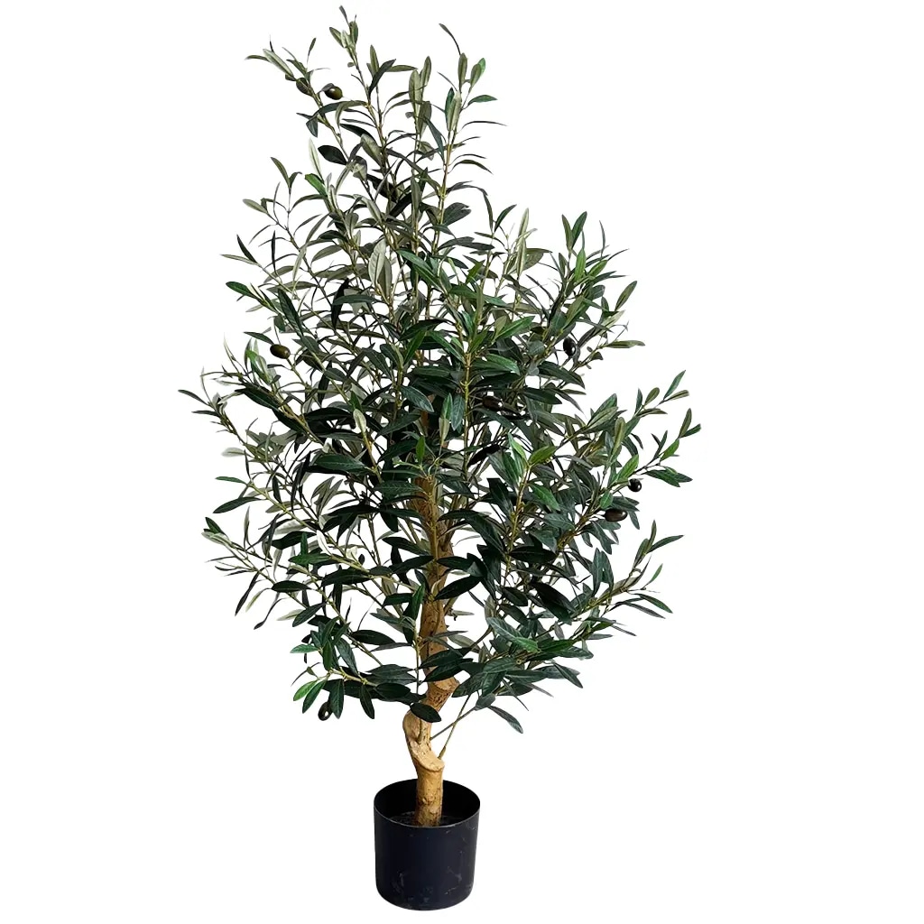 Drvo masline 1 kom - Akcija u trgovini Interspar