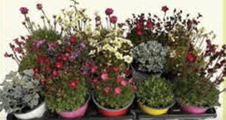 Trajnice mix lončanica Ø 10,5 cm, visina 20 cm - Akcija u trgovini Plodine