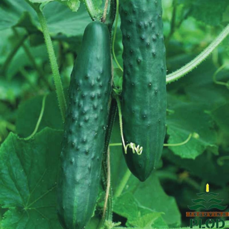 Dugi krastavac 'Dominica F1' - Akcija u trgovini Bauhaus