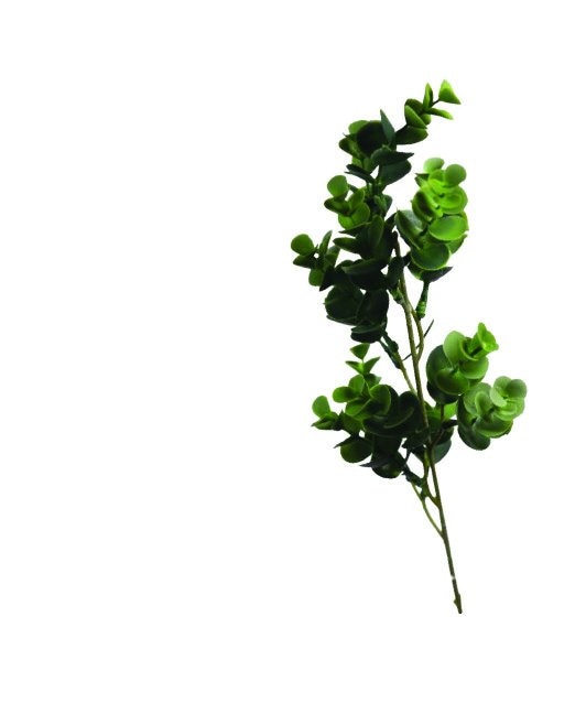 Eukaliptus 1 kom - Akcija u trgovini NTL