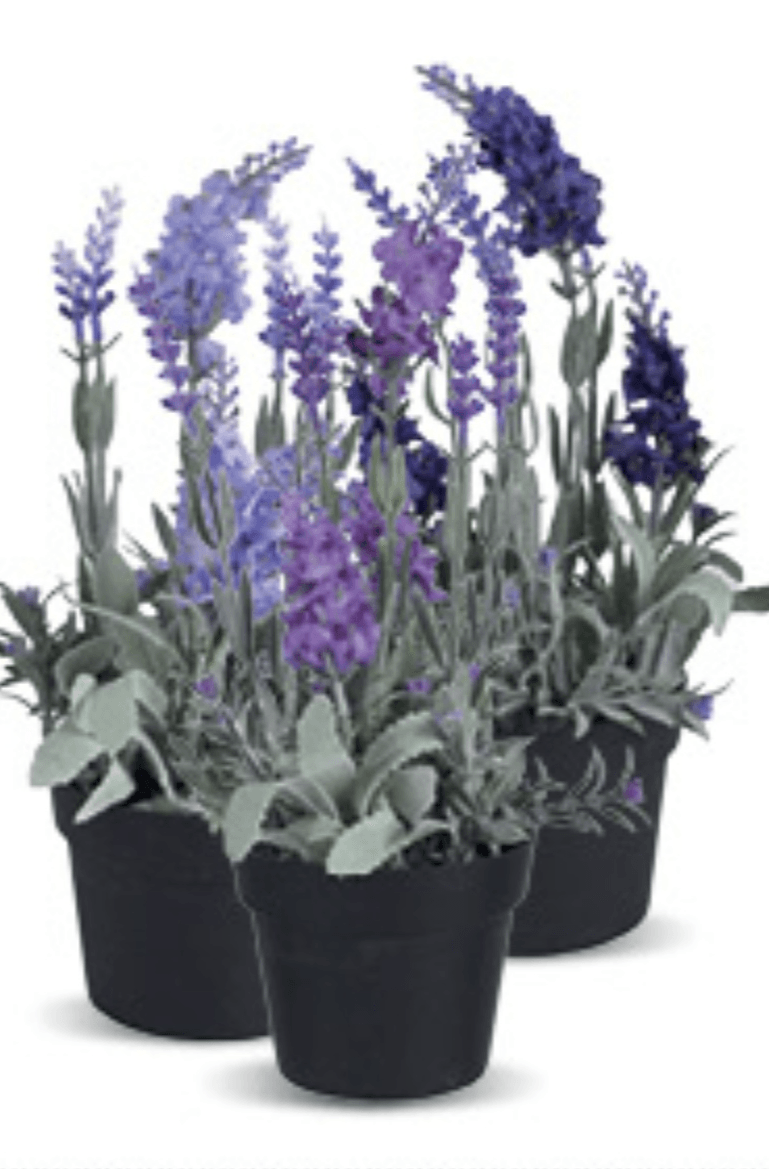 Lavanda - Akcija u trgovini Konzum