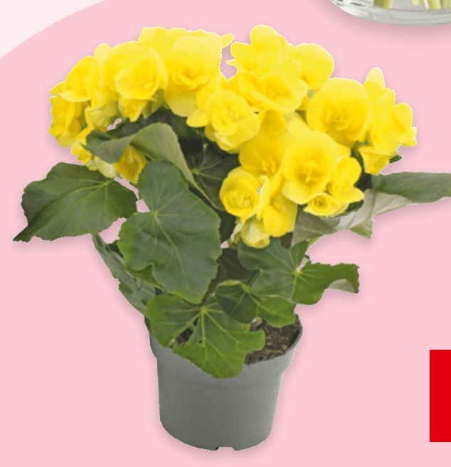 Begonia 1 kom - Akcija u trgovini Spar