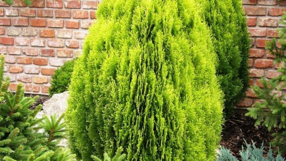 Sadnica Thuya Orientalis 20-25 cm - Akcija u trgovini Pevex