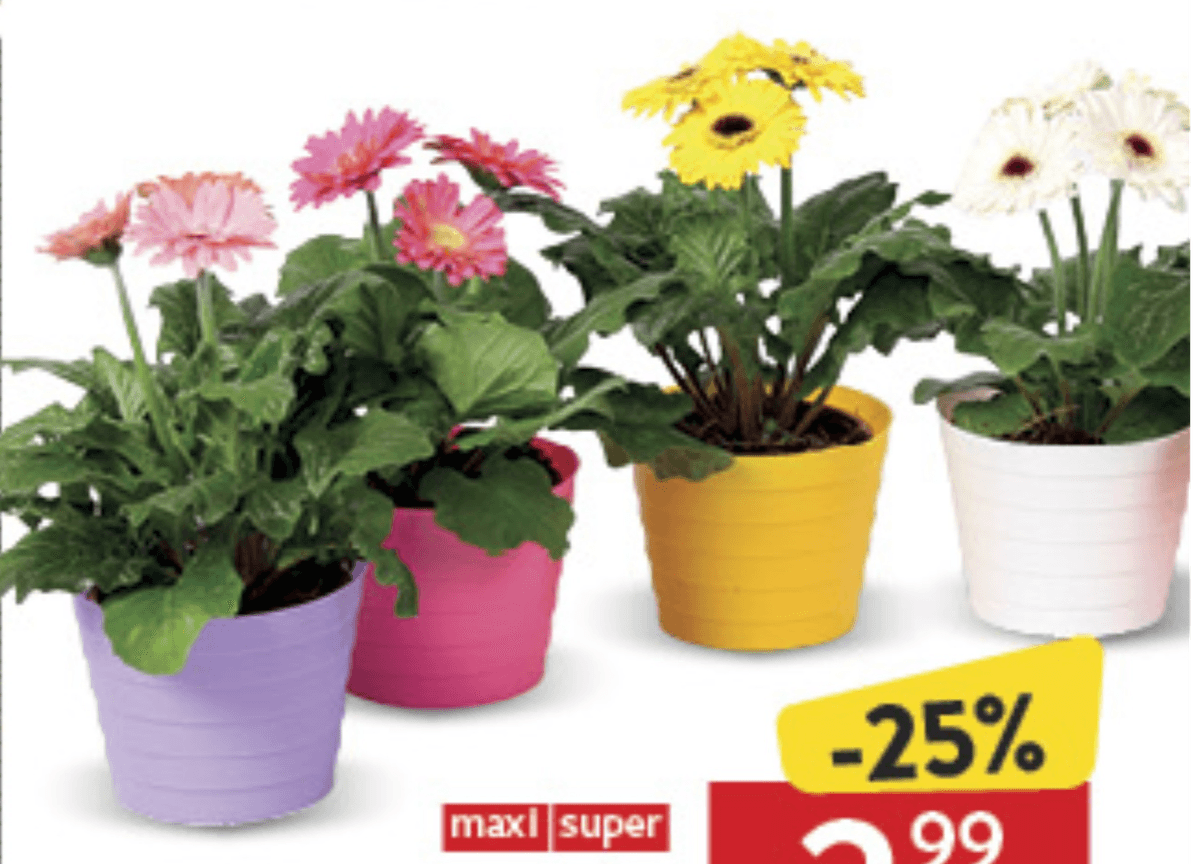 Gerbera Mix 12cm - Akcija u trgovini Konzum