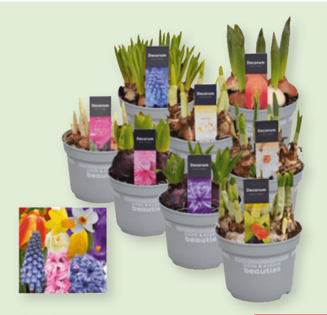 Lukovice 1 kom - Akcija u trgovini Spar